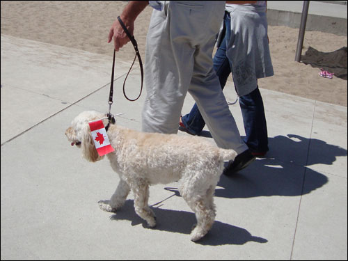 Canada Day pooch, Harbourfront, Canada Day 2010