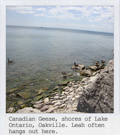 Canadian Geese, shores of Lake Ontario, Oakville. Leah often hangs out here.