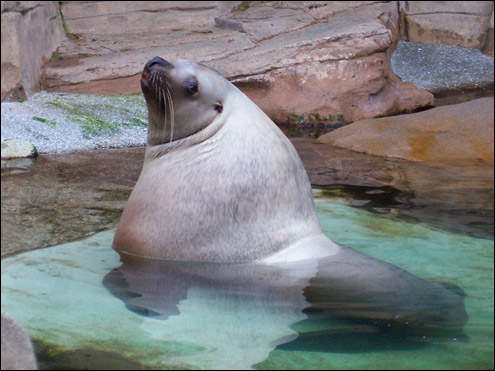 Sea Lion, Vancouver aquarium