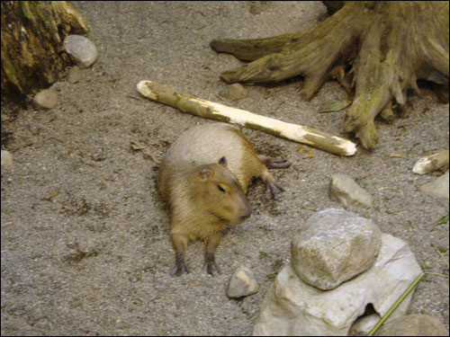 Montreal Biodome: Capybara