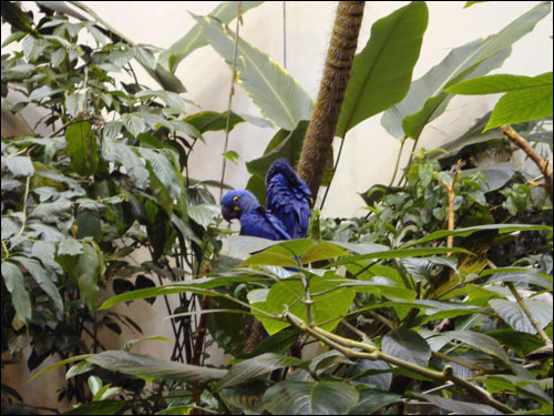 Montreal Biodome: Hyacinth Macaws