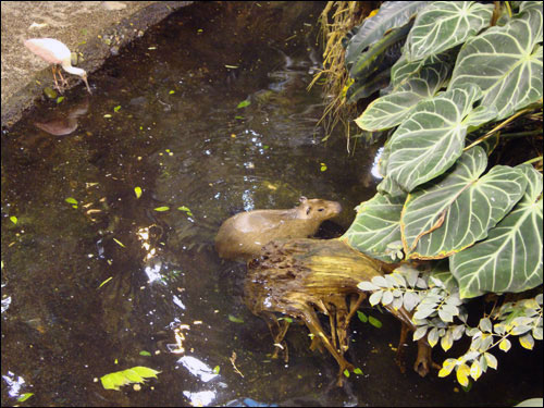 Montreal Biodome: Capybara