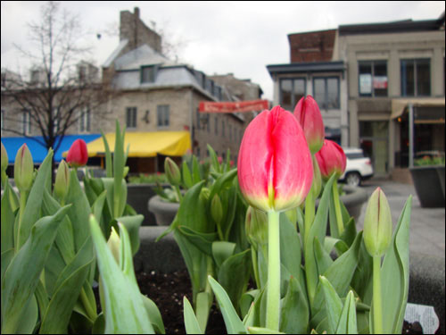 Springtime in Old Montreal? Not quite...