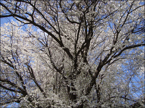 apple blossom tree