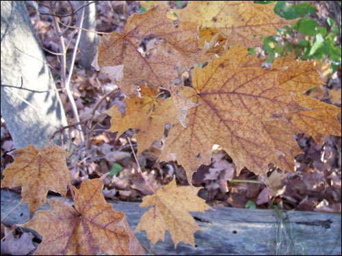 Autumn leaves, November 8, 2009