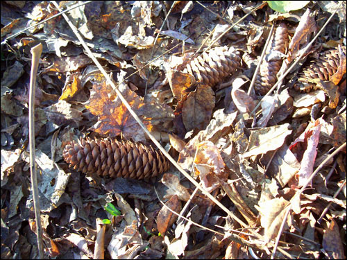 Autumn leaves & pine cones Nov 8, 2009