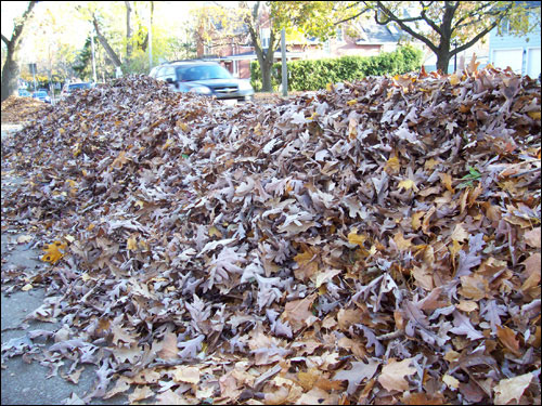 GTA leaves, November 8, 2009