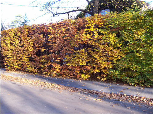 Fall colours, Nov 8, 2009