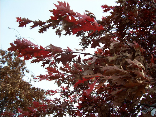 Fall colours, Nov 9, 2009