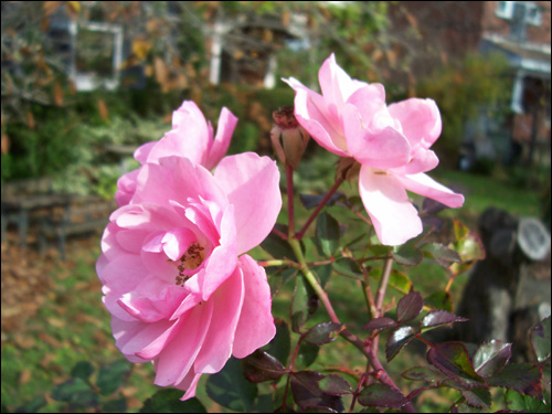 Fall flowers, Nov 9, 2009