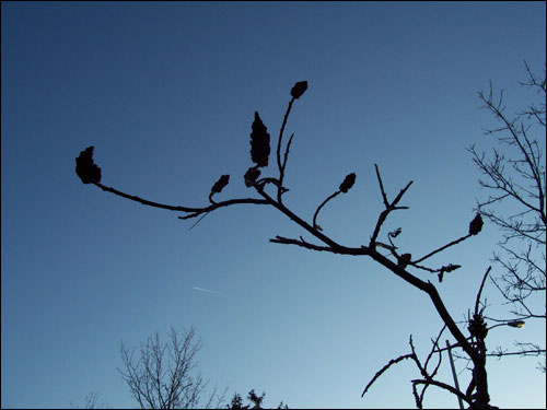 Gorgeous blue fall sky, November 8, 2009