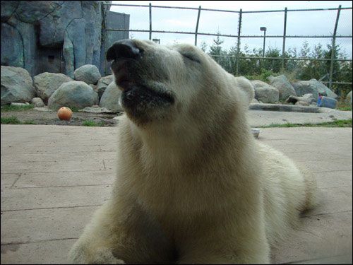 Hudson, Toronto Zoo, September 30