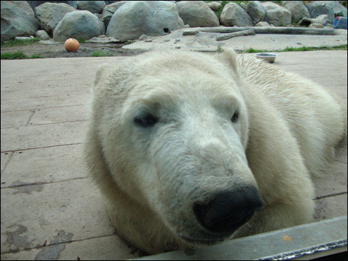 Hudson, Toronto Zoo, September 30