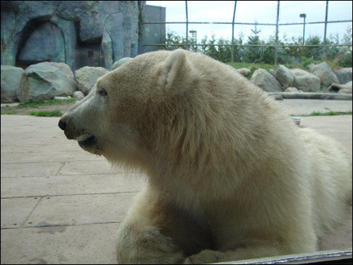 Hudson, Toronto Zoo, September 30