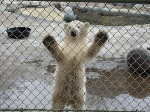 Humphrey at four months, Toronto Zoo