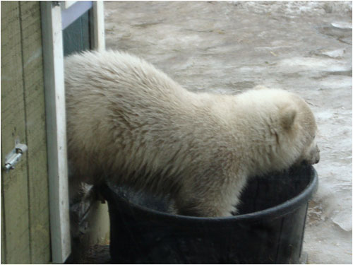 Humphrey at four months, Toronto Zoo