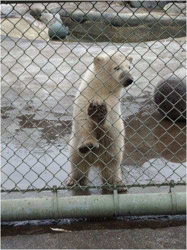 Humphrey at four months, Toronto Zoo