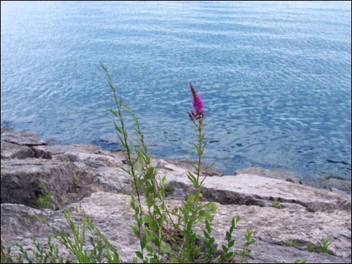 Lake Ontario vista