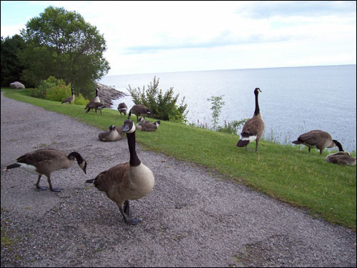 Geese hanging out by Lake Ontario