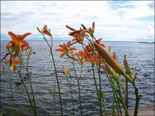 Lake Ontario vista