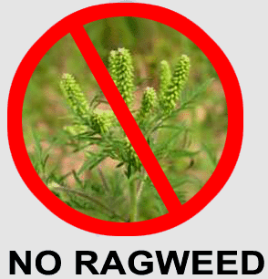 No Ragweed