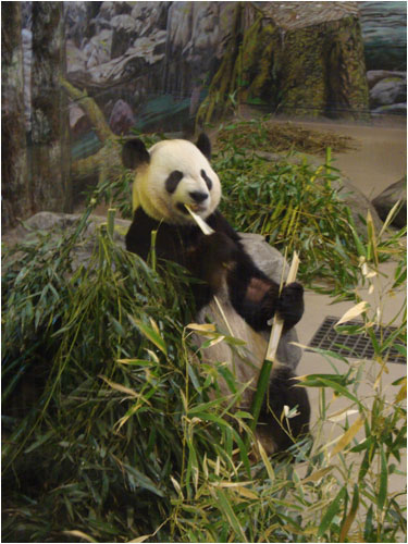 Panda Bear, Toronto Zoo, March 29