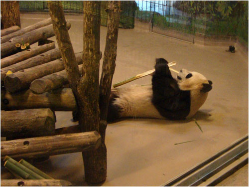 Panda Bears, Toronto Zoo, March 29