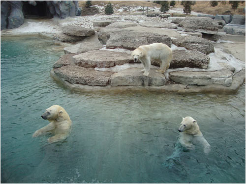 polar bears, Toronto Zoo, March 29
