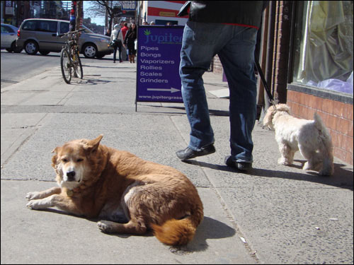 dog lazing on Queen Street sidewalk