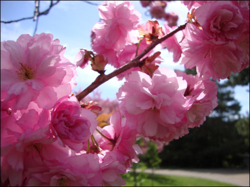 Cherry Blossom tree, Royal Botanical Gardens, May 5, 2012