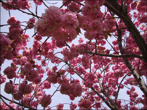 Cherry Blossom tree, Royal Botanical Gardens, May 5, 2012