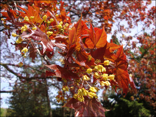 Royal Botanical Gardens, May 5, 2012