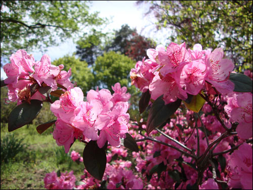 Royal Botanical Gardens, May 5, 2012