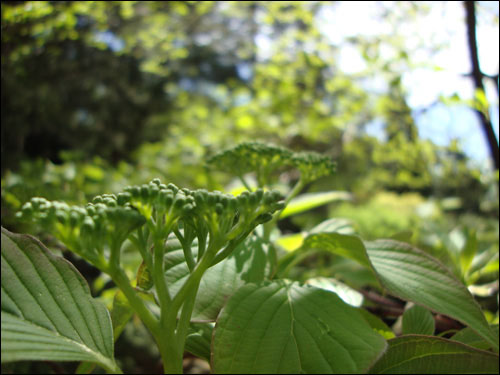 Royal Botanical Gardens, May 5, 2012