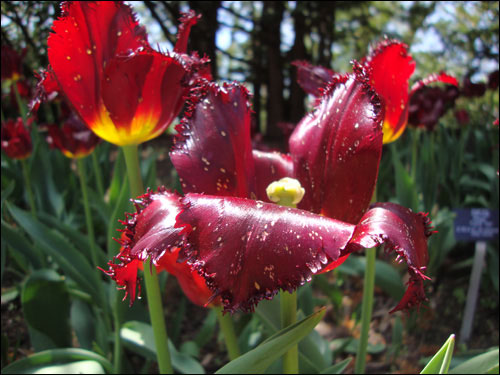 Royal Botanical Gardens, May 5, 2012