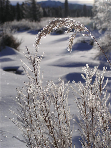 Diamonds in the snow