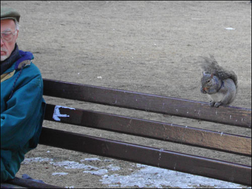 Snacking squirrel