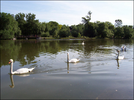 Swans on The Avon