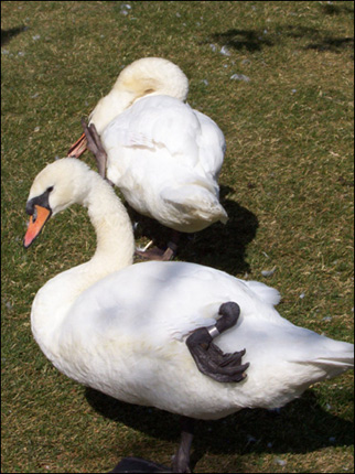 Swans