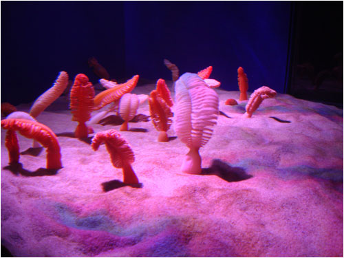 sea pens, Toronto aquarium, December 8, 2014
