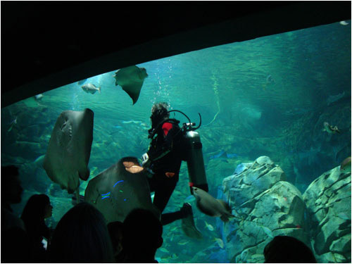 Diver feeding manta rays, Toronto aquarium, December 8, 2013
