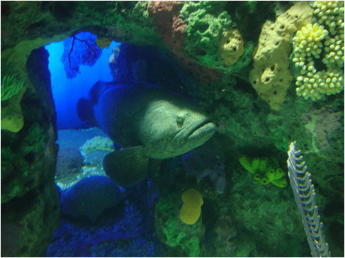 Potato cod, Toronto aquarium, December 8, 20136