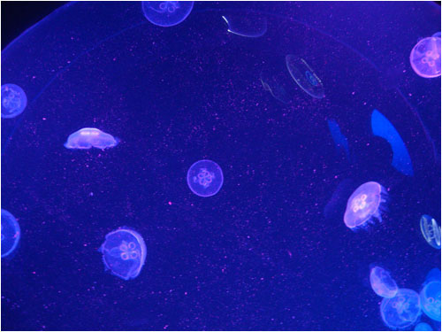 Moon jellyfish, Toronto aquarium, December 8, 2014