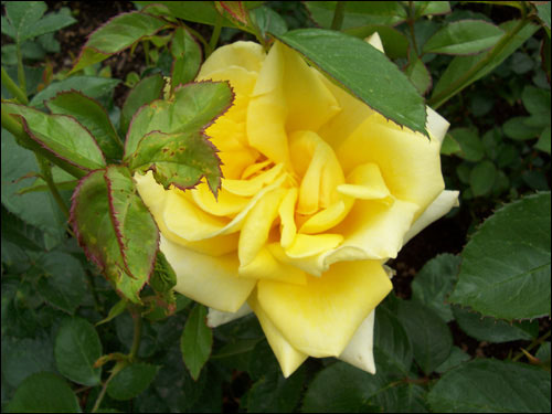 Butchart Gardens rose