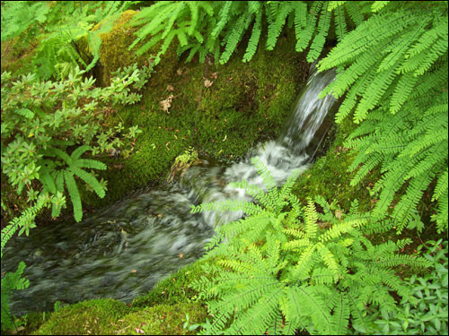 Japanese Garden, Butchart Gardens