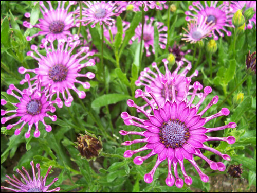 Butchart Gardens flowers