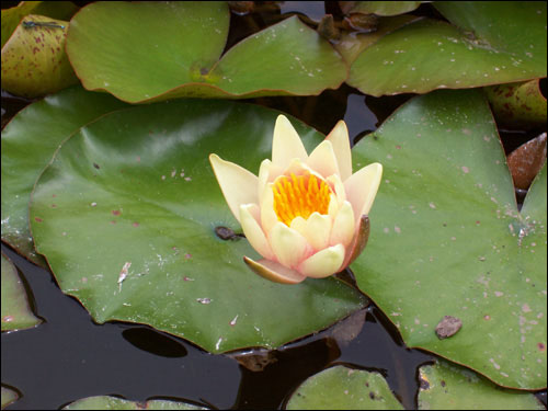 Butchart Gardens lily pads