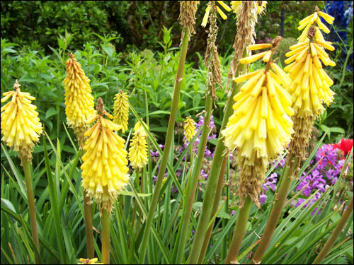 Butchart Gardens flowers