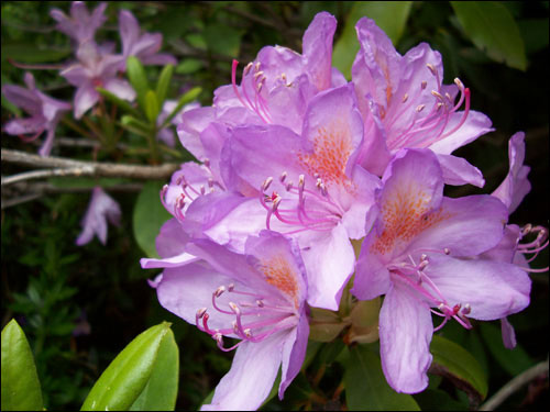 Butchart Gardens flowers