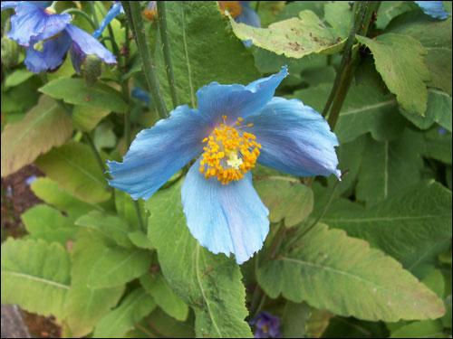 Butchart Gardens flowers